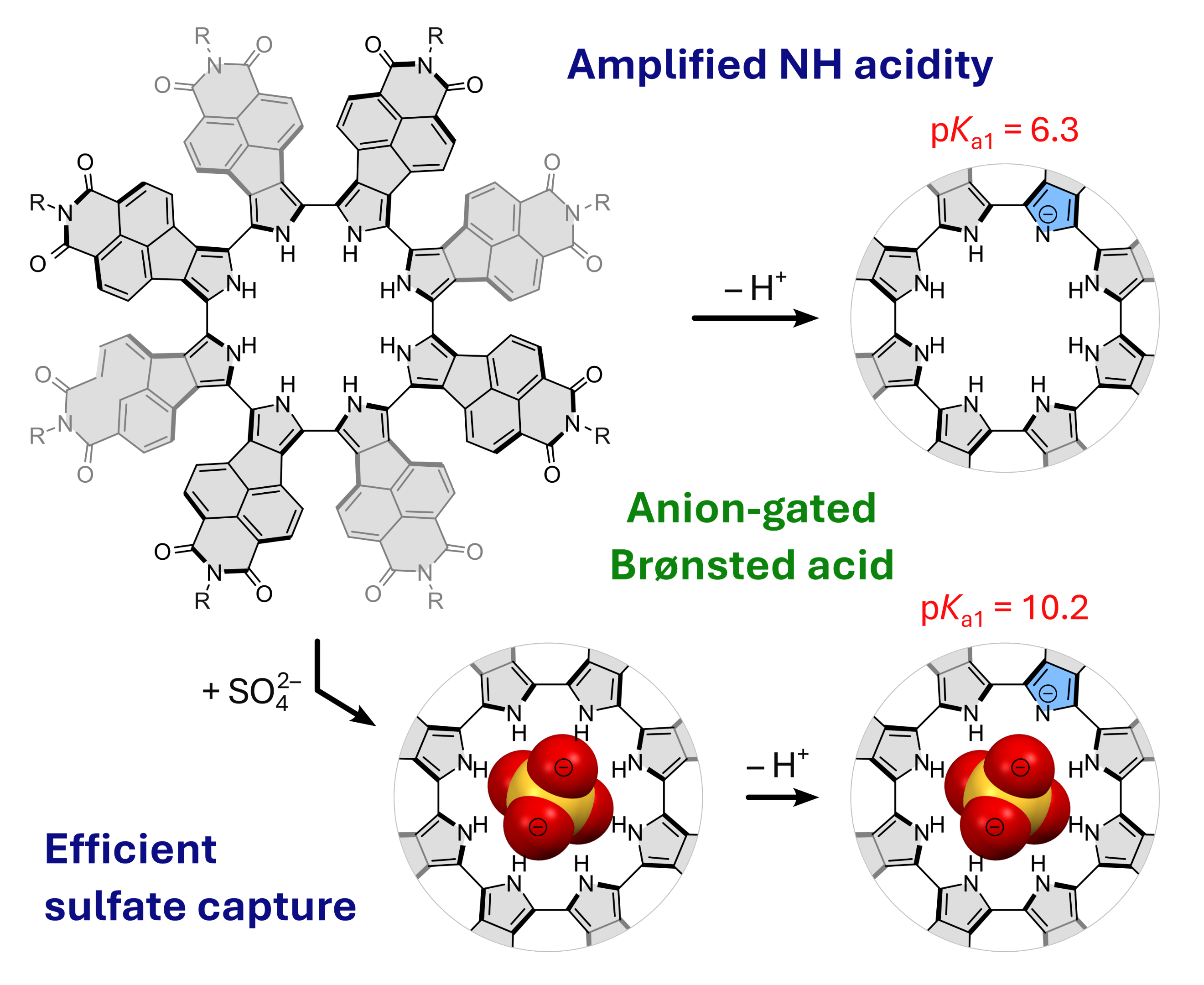 TOC graphic showing a naphthalimide-fused cyclo[8]pyrrole whose acidity is attenuated by sulfate binding.