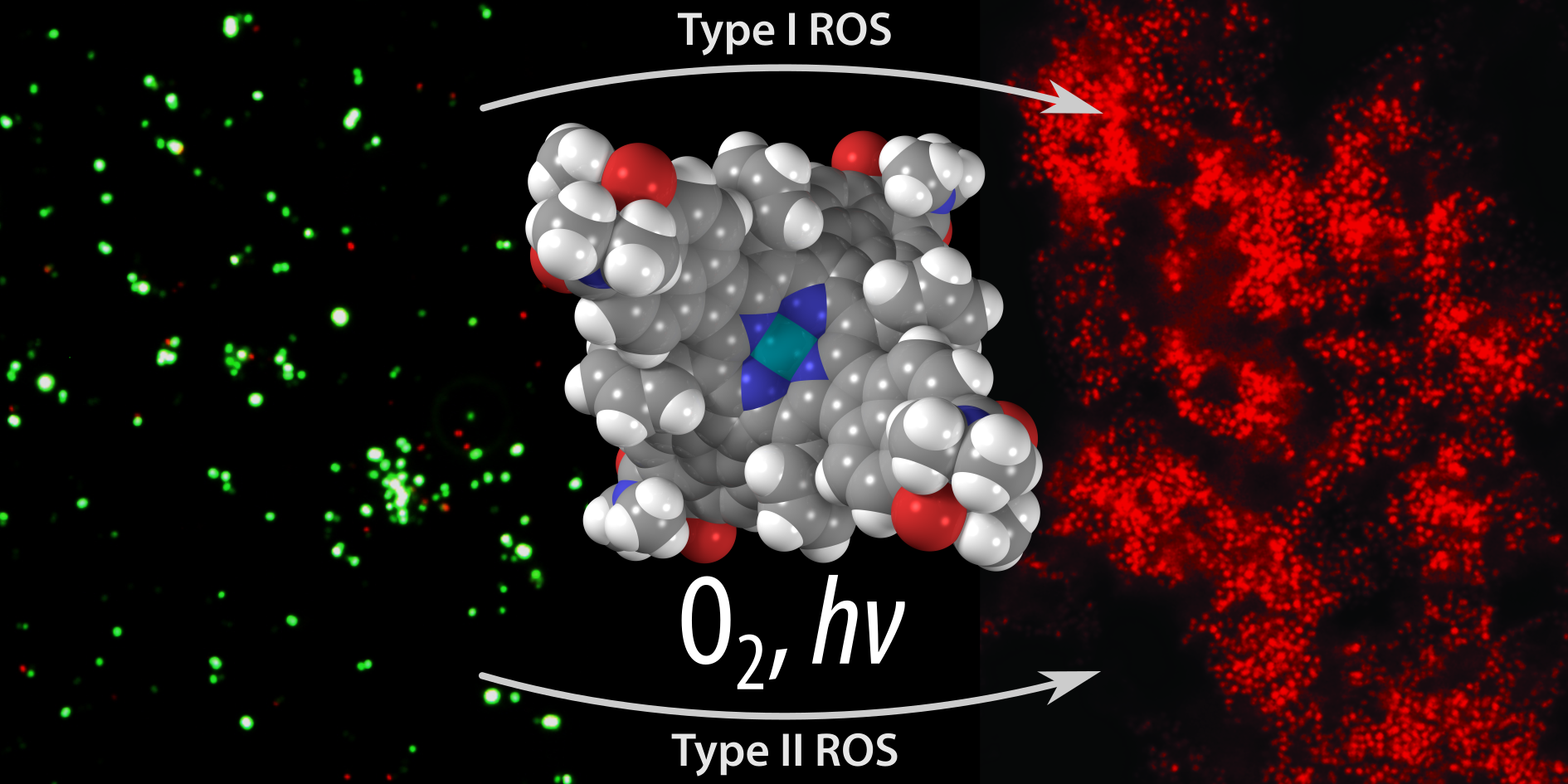 TOC image for π-Extended Donor–Acceptor Porphyrins and Metalloporphyrins for Antimicrobial Photodynamic Inactivation