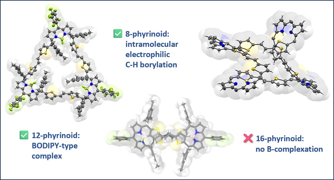TOC graphic comparing size-dependent boron coordination in three flexible thiaporphyrinoids: BODIPY-type binding, direct carbon–boron bond formation, and no complexation.